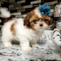 Shih Tzu Puppies from Annetta Diaz's Shih Tzus