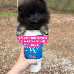 Black and tan girl - Black and tan female Pomeranian puppy in Kentucky from Em&M Pomeranians