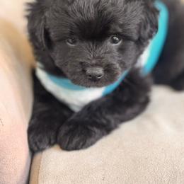 Armani F1 POMAPOO - Black male Assorted Doodle Crosses puppy in Rossville, Georgia from Kendra’s Georgia Peach Pomapoos
