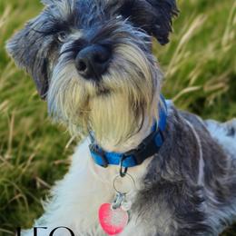 Leo - Miniature Schnauzer