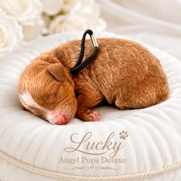 Lucky Jr - Black Collar Boy - Red male Cavapoo puppy in Highland, Utah from Angel Pups Deluxe