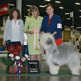 Old English Sheepdog All Grown Up from Whimzy Old English Sheepdogs