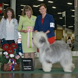Old English Sheepdog All Grown Up from Whimzy Old English Sheepdogs