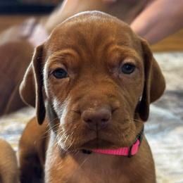 Addison - Golden rust female Vizsla puppy in Dundee, Iowa from CBJ Vizslas