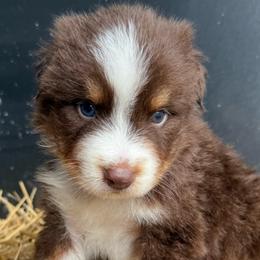 Blaze - Red tri-color male Australian Shepherd puppy in Stanford, Kentucky from Red Feather Aussies