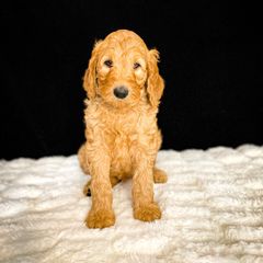 Double Doodle and Goldendoodle Puppies from Patterson Doodles
