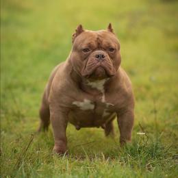Oni - Liver brindle female American Bully puppy in Puyallup, Washington from Gamer Bullyz