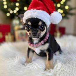 Chihuahua Puppies from Foxy's Legacy Chihuahuas