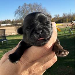 Jack - Black male Shih Tzu puppy in Connersville, Indiana from Sugar and Spice Shihtzus