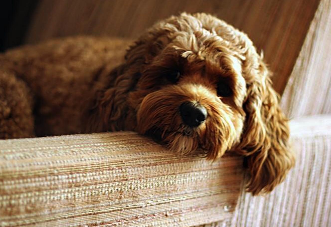 Beach and River Cockapoos in Florida | Cockapoo puppies | Good Dog