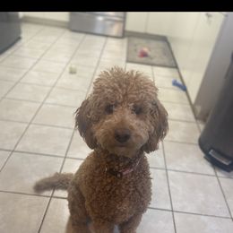 Ginger - Goldendoodle