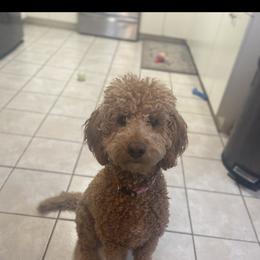 Ginger - Goldendoodle
