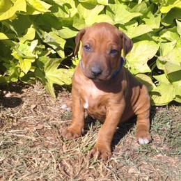 Mike - Rd whtn blk nose male Rhodesian Ridgeback puppy in Carney, Oklahoma from River Run Parson Russell terriers & River Run Ridgebacks