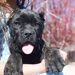 Girl 1 - Black brindle female Cane Corso puppy in Emmett, Idaho from NorthWood’s Cane Corso