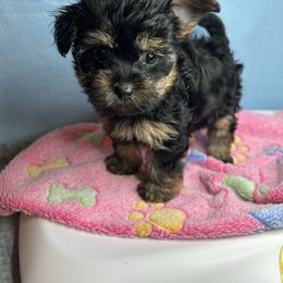 Girl 2 - Black and gold female Yorkipoo puppy in Clover, South Carolina from Cudi’s Buddies