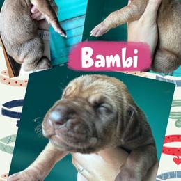 BAMBI - Fawn female Great Dane puppy in Wellsville, New York from Prophecy Danes