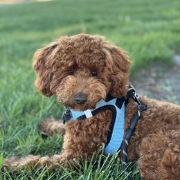 Poodle All Grown Up from Toy.poodlesss