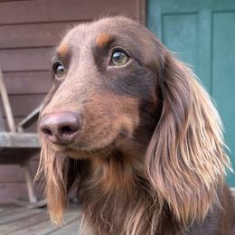 Dachshunds from Honey Hill Dachshunds