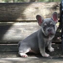 French Bulldog Puppies from Love My Frenchiess