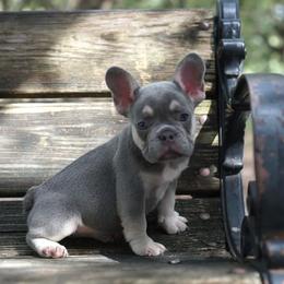 French Bulldog Puppies from Love My Frenchiess