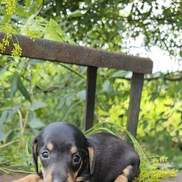 Cash - Black and tan male Dachshund puppy in Richburg, New York from Granny's babies