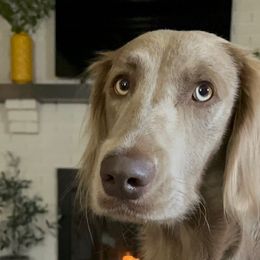 Star - Long Haired Weimaraner