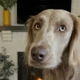 Star - Long Haired Weimaraner
