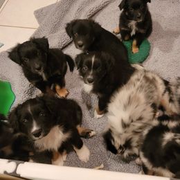 Australian Shepherd Puppies from Summit Australian Shepherds