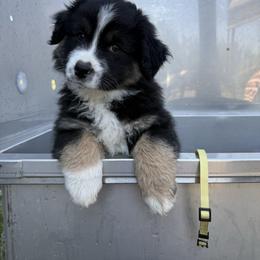 Yellow Collar - Lemon - Black tri male Miniature American Shepherd puppy in Enumclaw, Washington from Mount Peak Mini American Shepherds