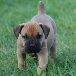 Red - Brown female Boerboel puppy in Shawnee, Oklahoma from TXT Boerboels
