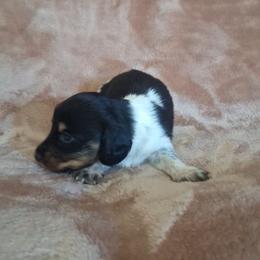 Jack - Piebald male Dachshund puppy in Surprise, Arizona from Codie's Dachshunds