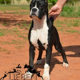 Boxer Puppies from Lieben Boxers