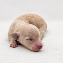 Holly - Cream female Dachshund puppy in Sebring, Florida from Mini Weenies