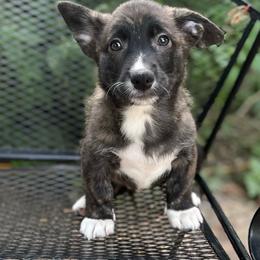 Tahoe - Brindle and white male American Corgi puppy in Hope, Arkansas from Foxy Knoll Farm