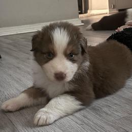 Blue- Boy - Red tri-color male Australian Shepherd puppy in Navasota, Texas from Triple MMM Kennel