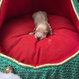 Honeysuckle - Cream female Dachshund puppy in Bristol, Tennessee from It's Mini Wieners Baby