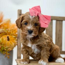 Shania - Red  female Goldendoodle puppy in Queen Creek, Arizona from Goldendoodle AZ