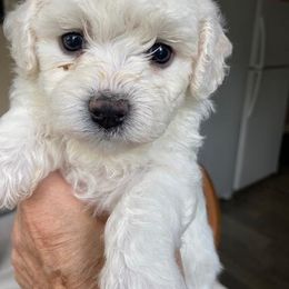 Puppy - White female Bichon Frise puppy in Greenville, South Carolina from Almaza Bichons