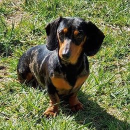 Ollie - Dachshund
