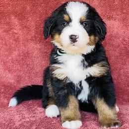 Turquoise Collar Female - Black rust and white female Bernese Mountain Dog puppy in Bristol, Tennessee from Holston Hollow Farm