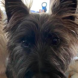 Cairn Terriers from Underwood Cairn Terriers