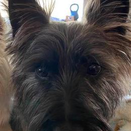 Cairn Terriers from Underwood Cairn Terriers