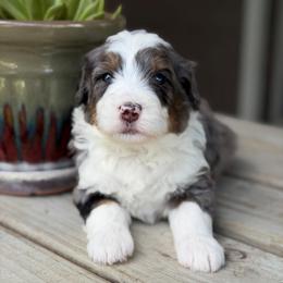 Cereal - Blue merle male Bernedoodle puppy in El Campo, Texas from Little Fur Friends Bernedoodles