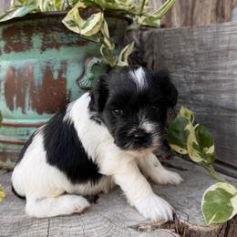 Lacey - Black female Miniature Schnauzer puppy in Silver Creek, Mississippi from Mamie’s Minis, LLC