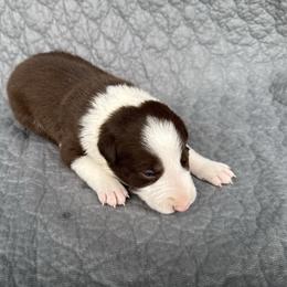 Boy 2 - Red male Border Collie puppy in Centerville, Washington from Forthright Farms