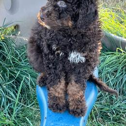 Freedom - Phantom male Bernedoodle puppy in Caldwell, Idaho from Treasure Valley Poodles