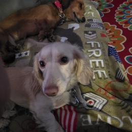Boo - Dachshund