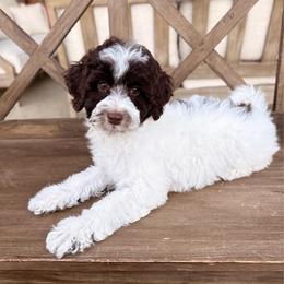 Aspen - Brown and white female Aussiedoodle puppy in Allen, Texas from Calena’s Doodles