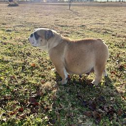 Parsley - Bulldog