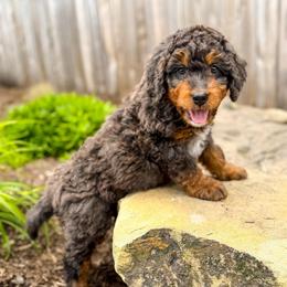 Smokey - Merle male Bernedoodle puppy in Pittsburgh, Pennsylvania from WestPenn Doodles LLC
